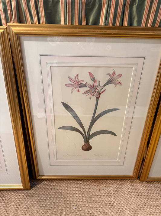 Set of 3 Vintage Botanical Prints in Gilt Frames