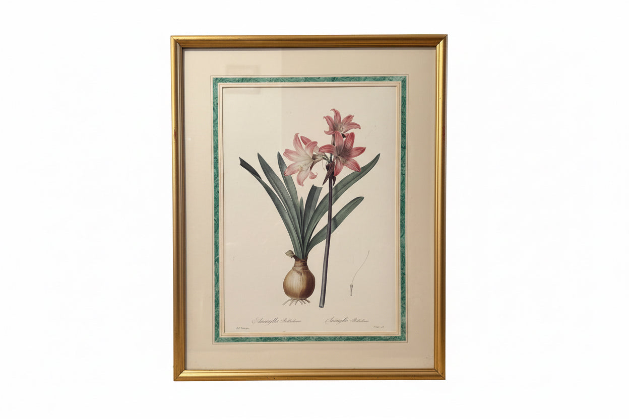 Botanical Amaryllis Print in Gilt Frame