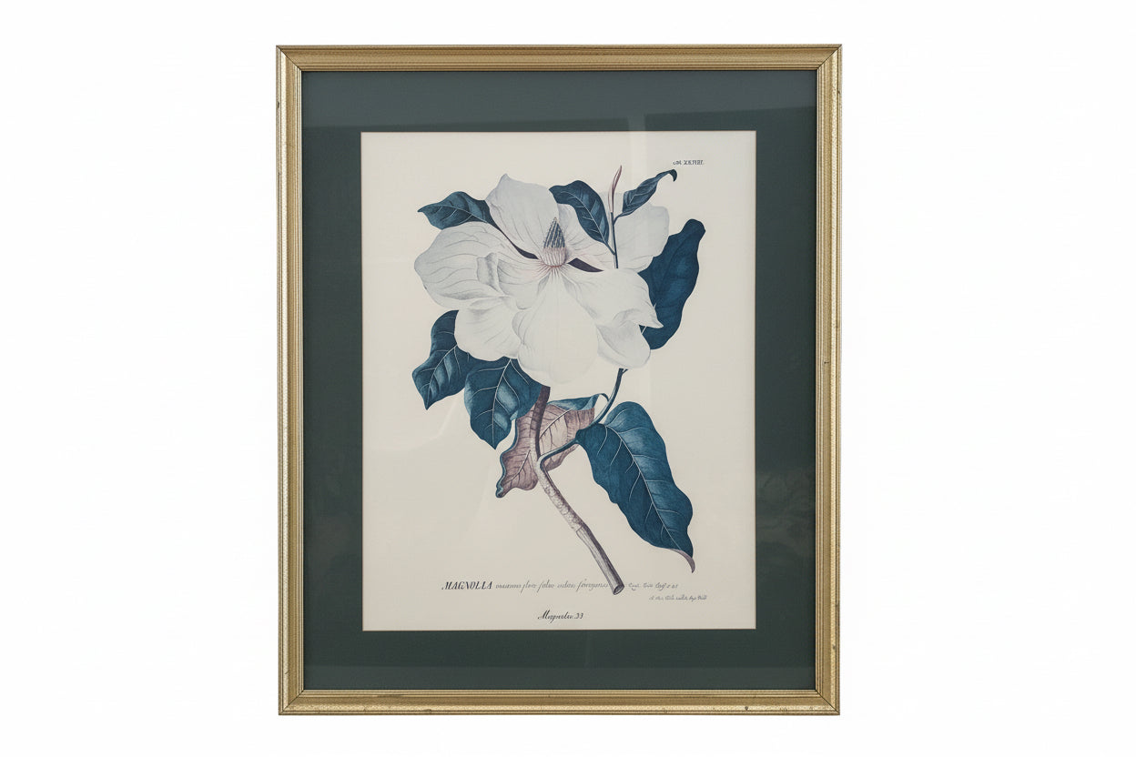 Vintage Magnolia Botanical Print in Gilt Frame