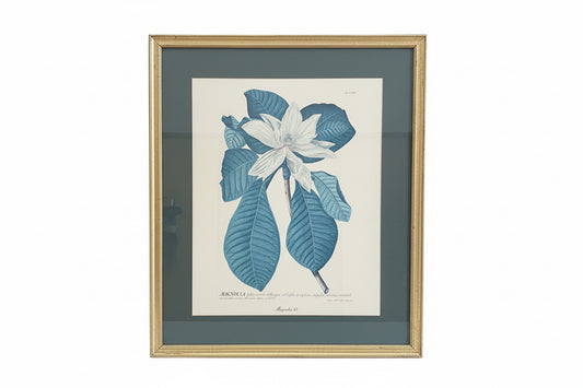 Vintage Magnolia Botanical Print in Gilt Frame