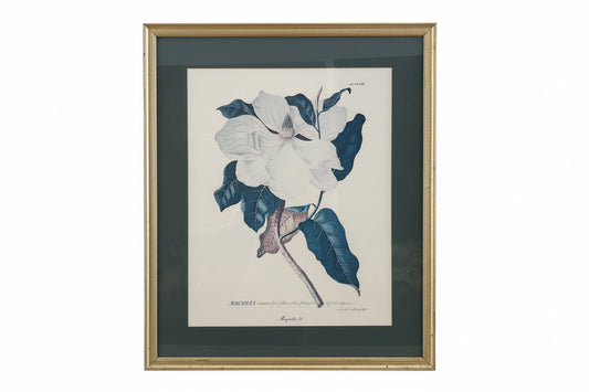 Vintage Magnolia Botanical Prints  in Gilt Frame- a pair